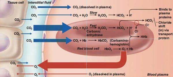 گاز خون شریانی و وریدی، روش تفسیر گازهای خون شریانی - پلاسمای خون